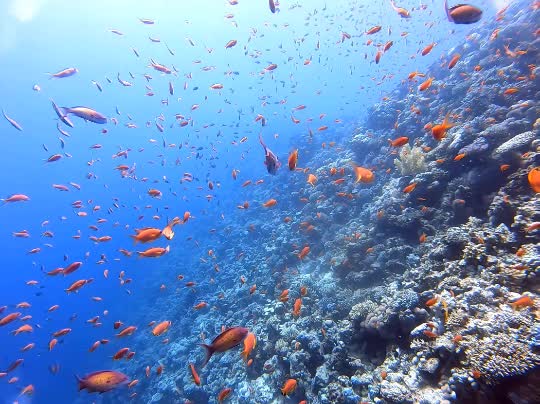 Dive+领路人的帖子