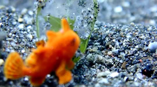 Dive+領路人的帖子