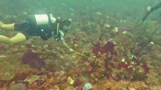 Dive+领路人的帖子
