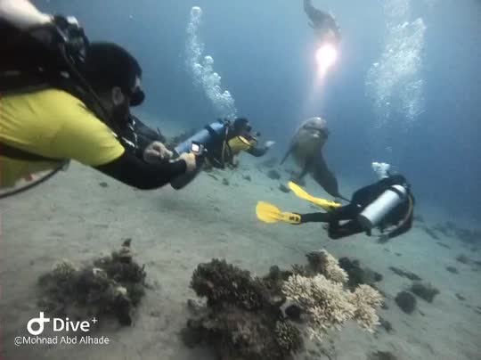 Dive+领路人的帖子