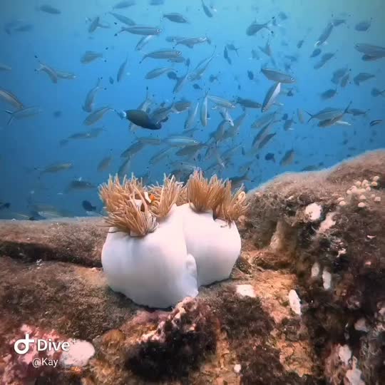 Dive+领路人的帖子