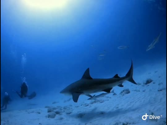 Dive+领路人的帖子