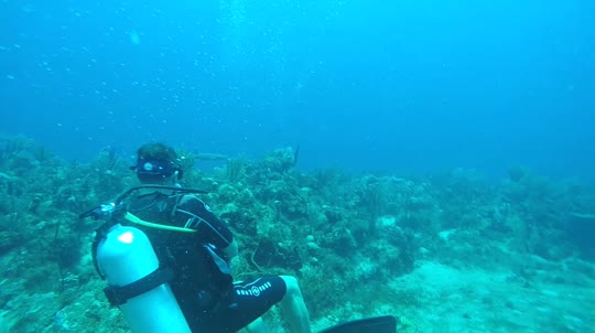Dive+领路人的帖子