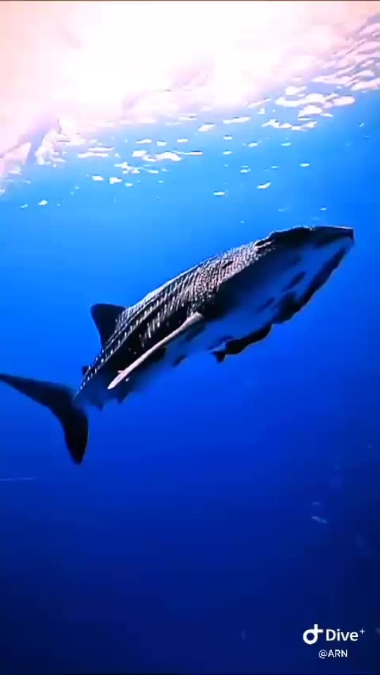 Dive+领路人的帖子