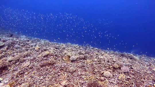 Dive+领路人的帖子