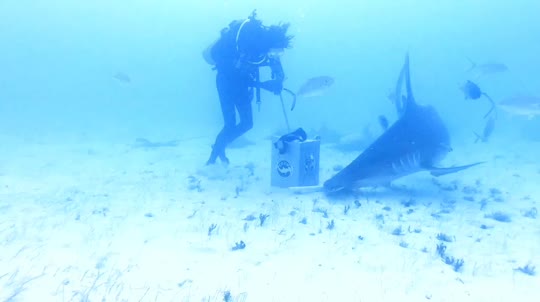 Dive+领路人的帖子