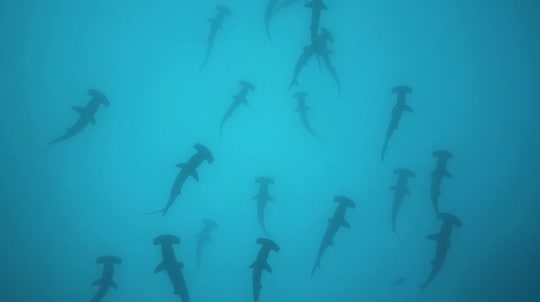 Dive+领路人的帖子