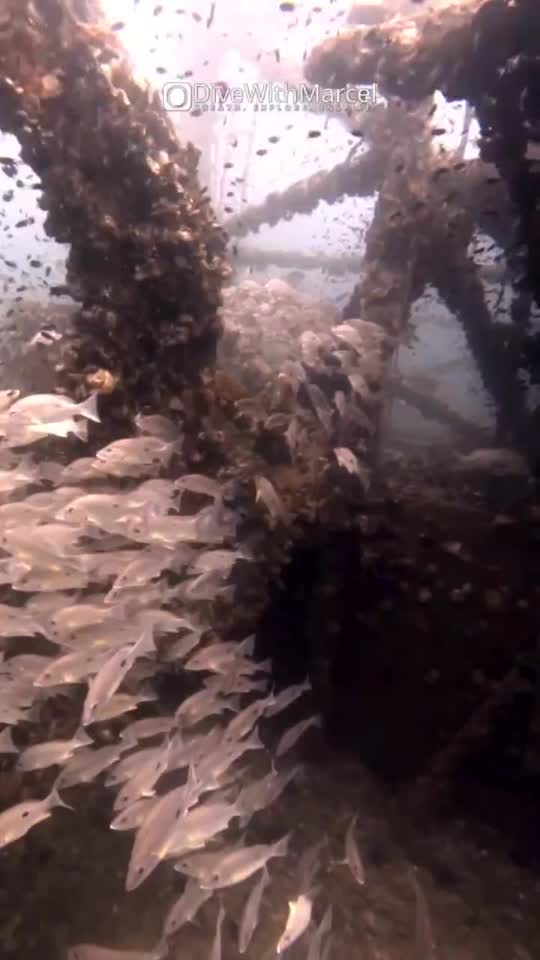 Dive+領路人的帖子