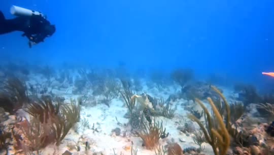 Dive+领路人的帖子
