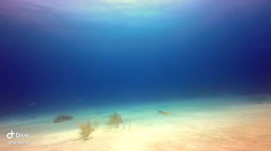 Dive+领路人的帖子