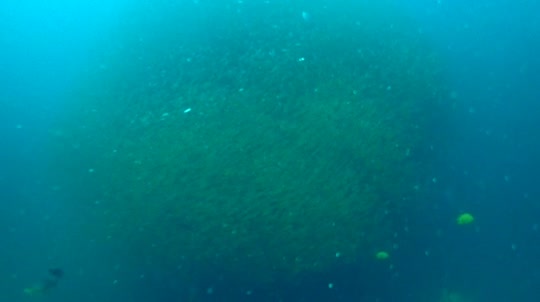 Dive+领路人的帖子