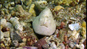 Dive+社區(qū)熱門(mén)帖子