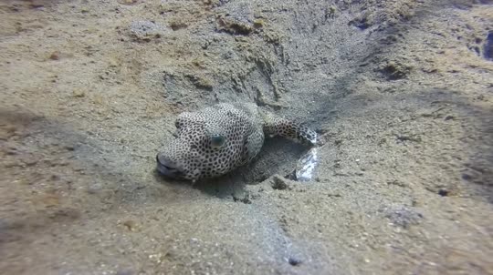 Dive+领路人的帖子