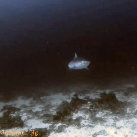 Dive+领路人的帖子