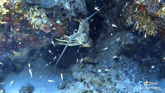Dive+领路人的帖子