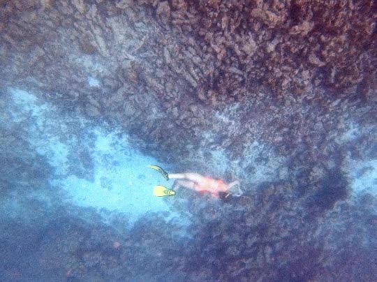 Dive+领路人的帖子