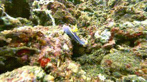 Dive+社區(qū)熱門帖子