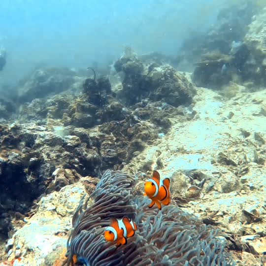 Dive+領路人的帖子