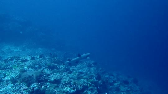 Dive+领路人的帖子