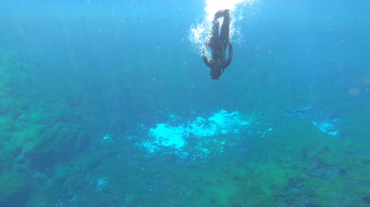 Dive+领路人的帖子
