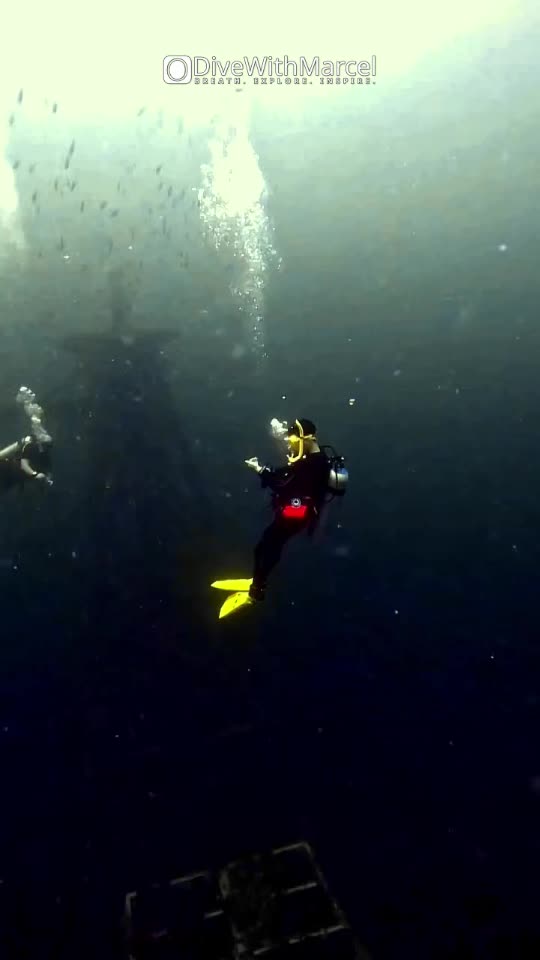 Dive+領路人的帖子