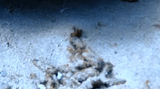 Dive+领路人的帖子