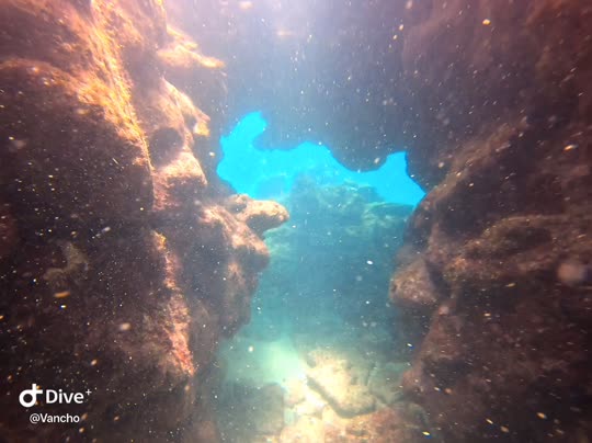 Dive+领路人的帖子