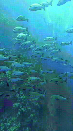 Dive+社區(qū)熱門(mén)帖子