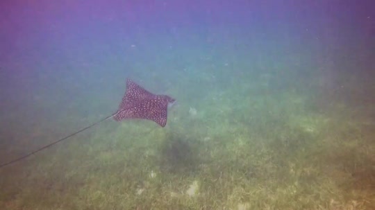 Dive+领路人的帖子