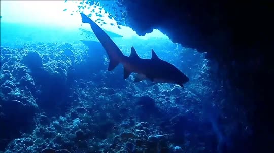 Dive+领路人的帖子