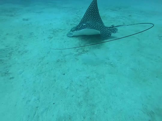 Dive+领路人的帖子