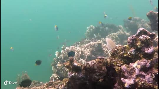 Dive+领路人的帖子