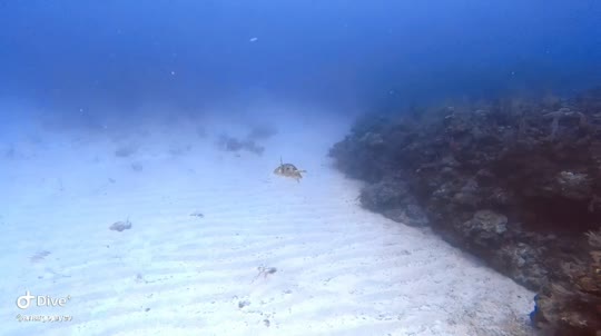 Dive+领路人的帖子