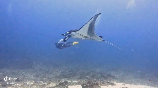 Dive+領路人的帖子