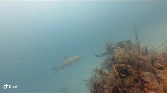 Dive+领路人的帖子