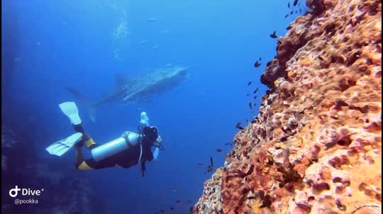 Dive+領路人的帖子