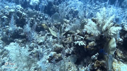 Dive+领路人的帖子