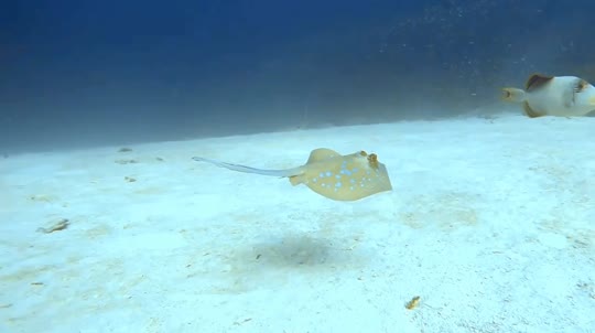 Dive+领路人的帖子