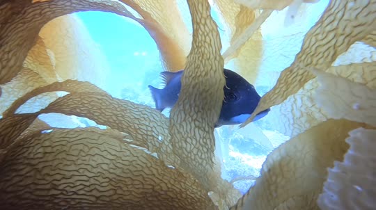 Dive+领路人的帖子