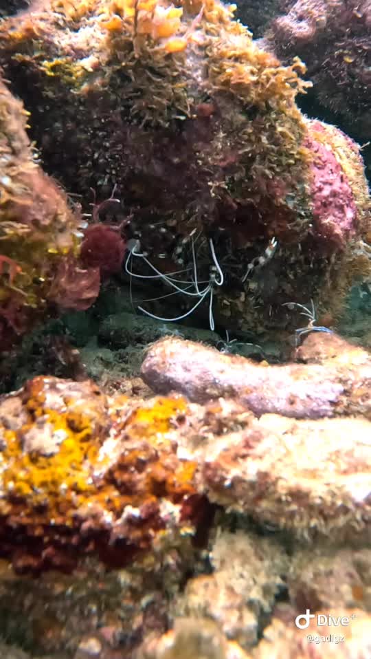 Dive+领路人的帖子