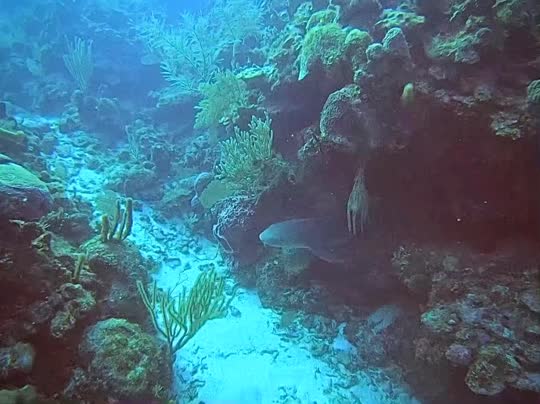 Dive+领路人的帖子