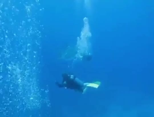 Dive+领路人的帖子