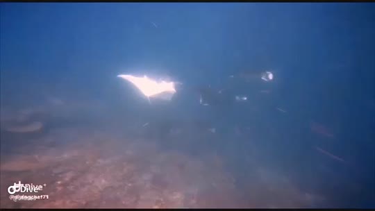 Dive+领路人的帖子
