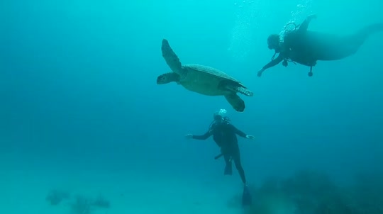 Dive+领路人的帖子
