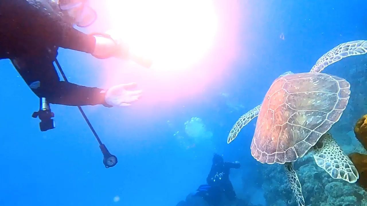 Dive+领路人的帖子