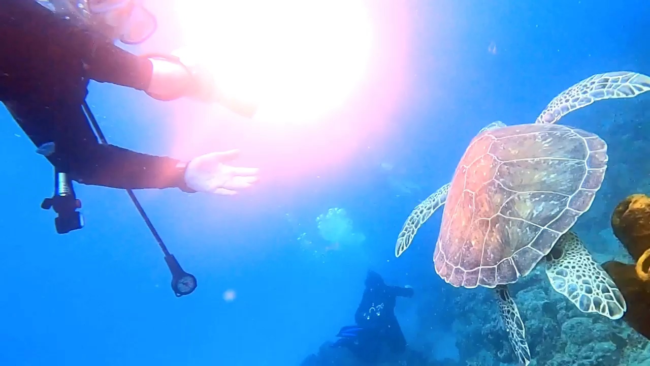Dive+领路人的帖子