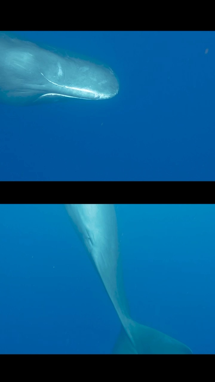 Dive+领路人的帖子
