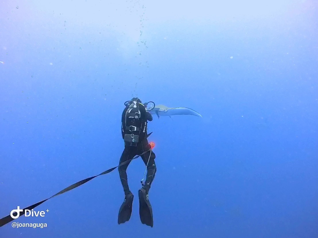 Dive+领路人的帖子
