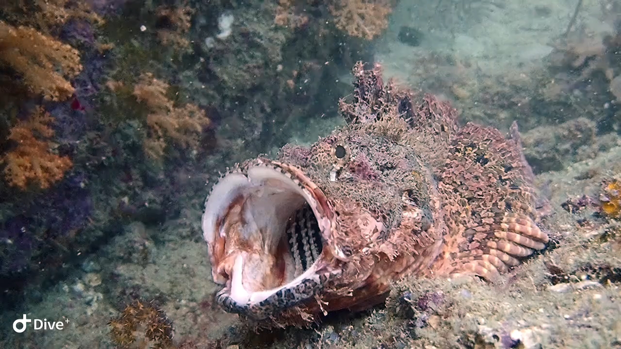 Dive+领路人的帖子