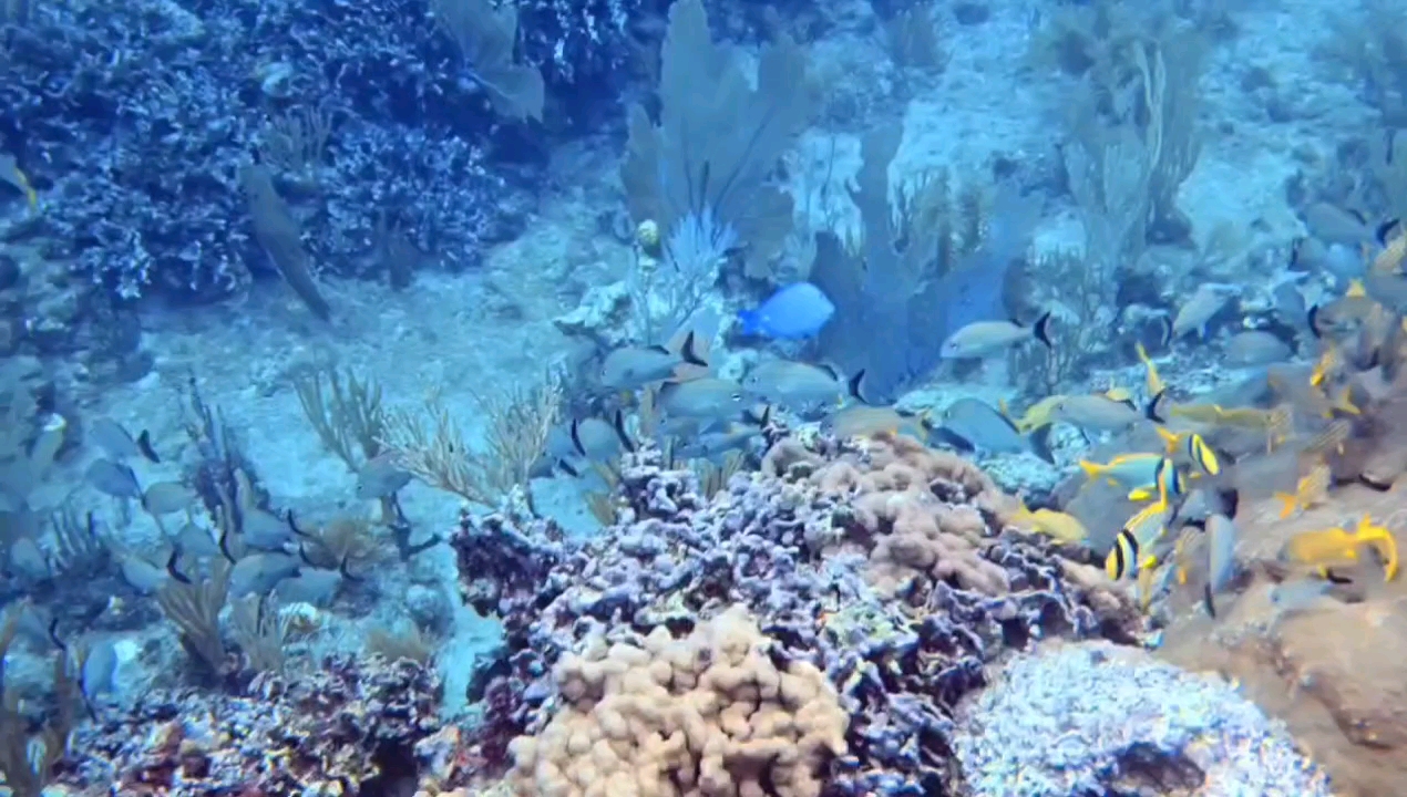 Dive+领路人的帖子